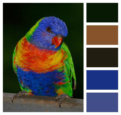 Rainbow Lorikeet Parrot Colourful Image